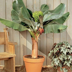 Banana Tree Seed Tropical Plant Delicious Sweet Fruit Non-GMO Gardening