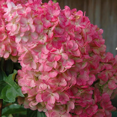 Strawberry Sundae Hydrangea- Beautiful, reunion and gratitude