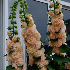 Alcea, Hollyhocks Peaches and Dreams