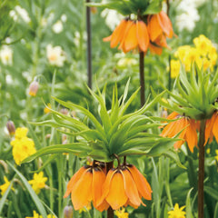 Fritillaria Crown Imperial Aurora