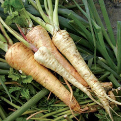 Parsnip Vegetable Seeds