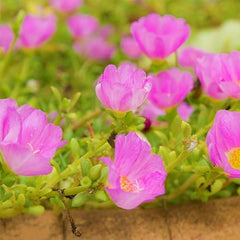 Moss Rose Seeds for Planting Outdoor Rare Purslane Seeds Succulent Ground Cover Plant Portulaca Oleracea Seeds