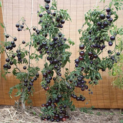 Organic Indigo Rose Tomato Seeds,Solanum Lycopersicum