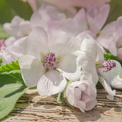 Perennial Althaea Officinalis Marsh Mallow Herb Garden Seeds for Planting