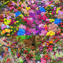 Mixed Perennial Flowers Seeds