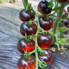 Black Tomato Seeds - Black Beauty Queen