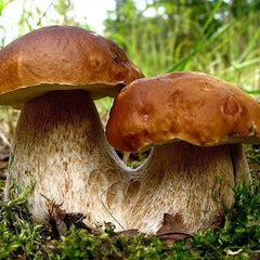 Porcini Mushroom King Bolete Mycelium Spawn Dried Spores Kit for Planting Non GMO