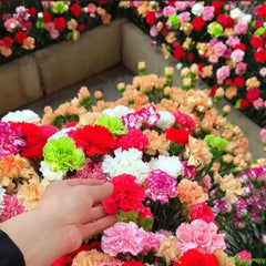 Double Flowered Mixed Carnation Seeds