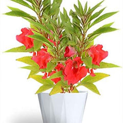 Mixed Impatiens Balsamina Balsam Camelia Impatiens Seeds Double Flower Touch Me Not
