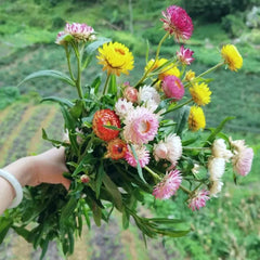 Mixed Strawflowers Helichrysum Flower Seeds-Everlasting Daisy