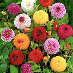 Rare Mix Dahlia Pompon Flower Seeds Variabilis Beautiful 　