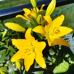 Lily Seeds
