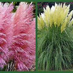 Pink Pampas Grass Seeds Ornamental Grass for Landscaping or Decoration