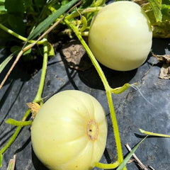 Bai Mibao Taiwan Melon Seeds White Thin-Wall Muskmelon