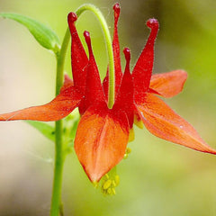 Double Orange Yellow Columbine Seeds Perennial Low Maintenance