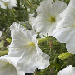 Morning Glory Vine Flower Plant Seeds, Easy to Grow, Perfect for Spring Garden