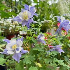 Columbine, Early Bird Blue & White
