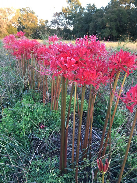 Lycoris Radiata Bulbs Spider Lily Hurricane Cluster Amayllis Growing Bonsai Roots Rhizomes Corms Tubers Potted Planting Reblooming Fragrant Garden Species Blooms Flower Seeds Plant Gardening