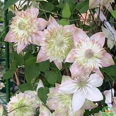 Climbing Clematis Seeds