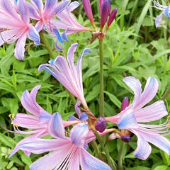 Colorful Spider Lilies- Easy Care