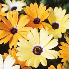 African Daisy, Mixed Colors Seeds, 400mg