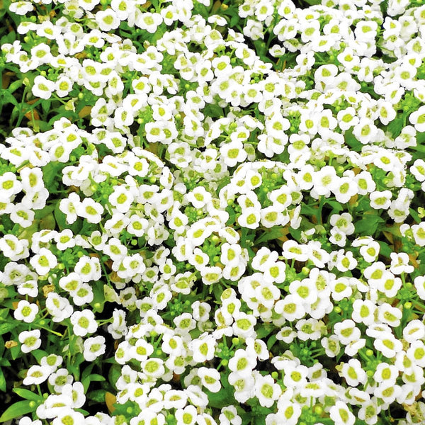 Alyssum, Carpet of Snow Seeds, 400mg