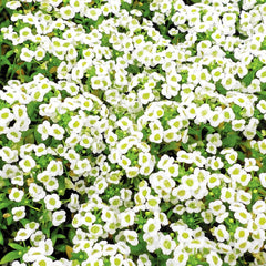 Alyssum, Carpet of Snow Seeds, 400mg