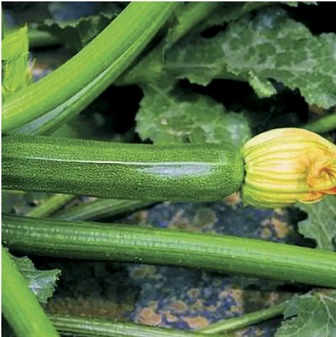 Partenon Hybrid Squash Seeds