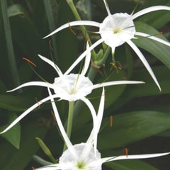 White Spider Lily Lycoris Bulbs Radiata Hurricane Lily Cluster Amayllis Growing Bonsai Roots Rhizomes Corms Tubers Potted Planting Reblooming Fragrant Garden Species Blooms Flower Seeds Plant Gardening