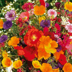 Annual Cut Flowers Mix Seeds, 1g