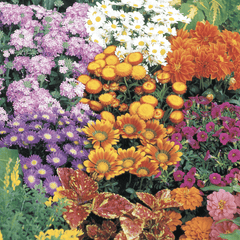 Annual Cut Flowers Mix Seeds, 1g