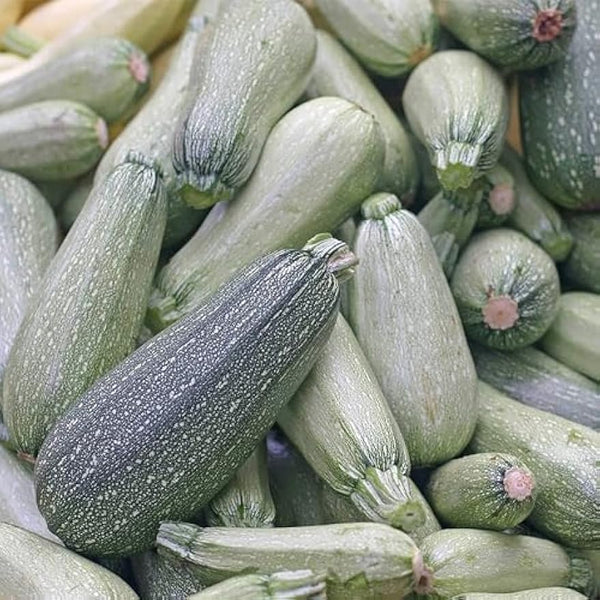 Zucchini Squash Seeds for Planting - Heirloom Packet with Instructions to Plant & Grow a Home Outdoor Garden – Great Gardening Gift, 1 Packet Approx 25 Seeds