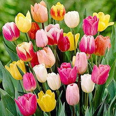 20 Landscape Mixture Tulip Bulbs - Tulipa Triumph