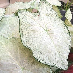 (10) Moonlight Spectacular White Flowering Caladium Bulbs,Root Ready for Planting Now