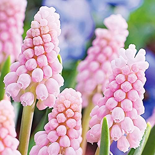 Pink Sunrise Muscari Flower Bulbs - 5 Bulbs per Pack - Pleasantly Scented - Deer Resistant - Good as Cut Flowers - Good for Indoor Forcing - Naturalizing - Perennializing