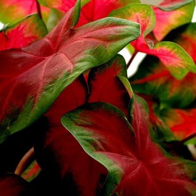 10 Caladium Bulbs Freida Hemple - Full Shade - Dark Red Center with Scarlet Main Veins and Green Border - #1 Red Variety for Pot Plant Production