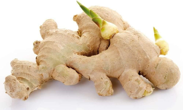 10 Live Sprouted Rhizomes of Heirloom Peruvian Ginger (Zingiber officinale) for Growing