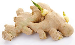 10 Live Sprouted Rhizomes of Heirloom Peruvian Ginger (Zingiber officinale) for Growing