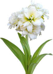 Amaryllis 'Snow Drift' Plant Bulb (1 Pack 24/26cm) - Double White & Cream Flowering Blooms for Indoor & Outdoor Gardens