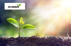 Blue Allium Bulbs for Planting - Allium "Azureum" Caeruleum (5 Bulbs)