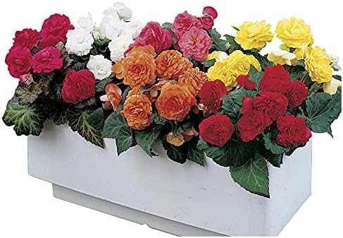 Park Seed Nonstop Mix Begonia Bulbs