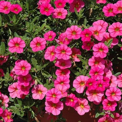 Pink Calibrachoa Flower - Heirloom, Non - Gmo Seeds