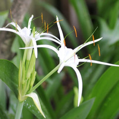 Live Giant Lycoris Spider Lilies Bulbs Radiata Hurricane Lily Cluster Amayllis Growing Bonsai Roots Rhizomes Corms Tubers Potted Planting Reblooming Fragrant Garden Species Blooms Flower Seeds Plant Gardening