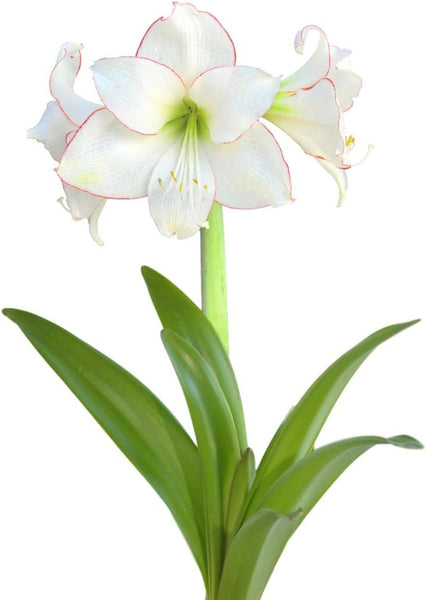 Amaryllis 'Temptation' Plant Bulb (1 Pack 24/26cm) - Red and White Flowering Blooms for Holiday Indoor & Outdoor Gardens