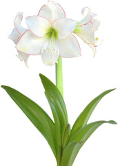 Amaryllis 'Temptation' Plant Bulb (1 Pack 24/26cm) - Red and White Flowering Blooms for Holiday Indoor & Outdoor Gardens