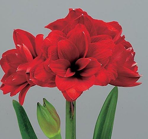 Double Dragon Amaryllis Bulb - Double Blooming Amaryllis, Easy to Grow Bulbs Size:24/26cm amaryllis bulbs for planting indoors amaryllis bulb amaryllis bulbs amaryllis bulbs for sale amaryllis bulbs near me amaryllis bulbs uk
