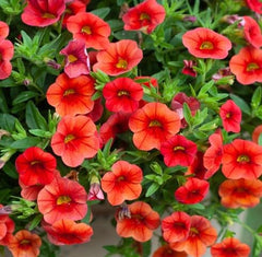Orange Calibrachoa Flower - Heirloom, Non - Gmo Seeds