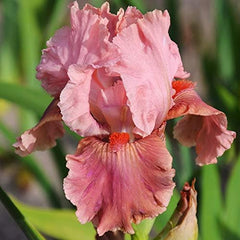 Lotus Land Bearded Iris Flower Bulb - Attracts Butterflies and Hummingbirds - Deer Resistant - Good as Cut Flowers - Naturalizing - Perennializing