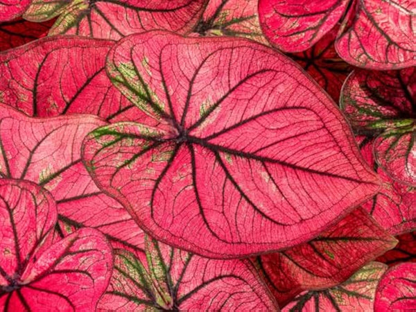 Tequila Sunrise Caladium Bulbs for Planting - Perennial Hosta, Elephant Ears, Fancy (5 Bulbs)