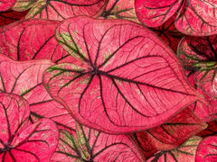 Tequila Sunrise Caladium Bulbs for Planting - Perennial Hosta, Elephant Ears, Fancy (5 Bulbs) - Seedsplant